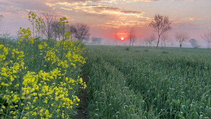 Evening time, clouds, lush fields, fog, wheat and mustard crops, cold weather, setting sun Evening time, clouds, lush fields, fog, wheat and mustard crops, cold weather, setting sun Red yellow black c