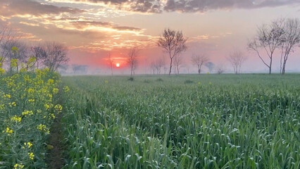 Evening time, clouds, lush fields, fog, wheat and mustard crops, cold weather, setting sun Evening...