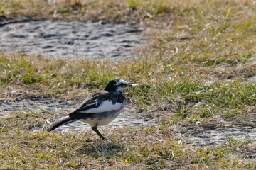公園の鳥　Birds in the Park