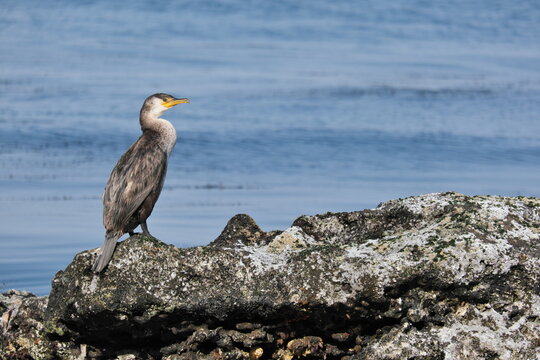 浦賀のウミウSea cormorant in Uraga