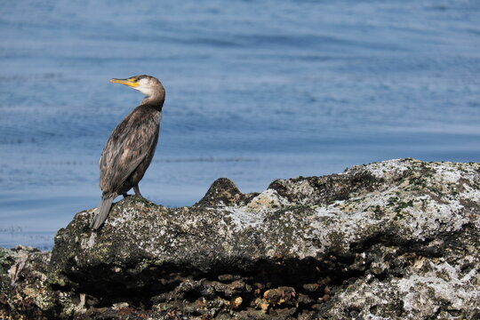 浦賀のウミウSea cormorant in Uraga