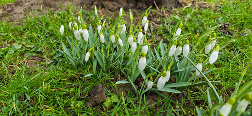 White fresh snowdrops flower ( Galanthus ) on green meadow in sunny garden . Easter spring background
