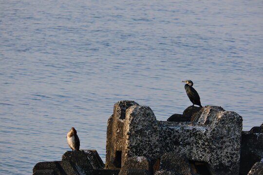 浦賀のウミウSea cormorant in Uraga
