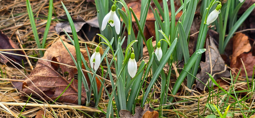 White fresh snowdrops flower ( Galanthus ) on green meadow in sunny garden . Easter spring background