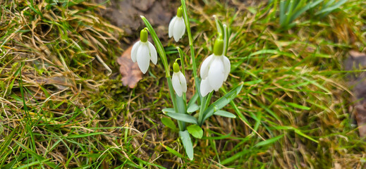 White fresh snowdrops flower ( Galanthus ) on green meadow in sunny garden . Easter spring background