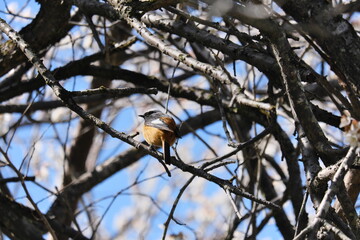 高尾　鳥　Takao Birds