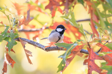 great tit sitting on a tree branch in the forest