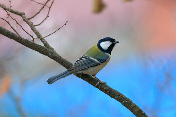 great tit sitting on a tree branch in the forest