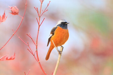 a durian redstart sitting on a tree branch in the forest