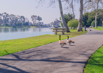The Woodbridge Community at North Lake in Irvine CA