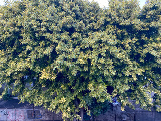 Tree with very shady leaves
