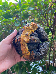 Fresh butter and coco croissant.