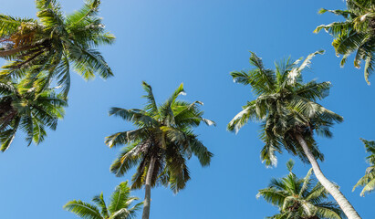 Palm trees against blue sky on tropical Island of the Seychelles. Low angle view.
