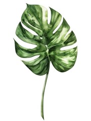 Clip art of green Monstera leaves depicted in watercolor style.

