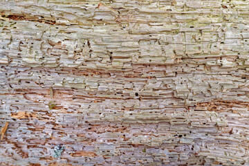 Rotted tree closeup background and textures