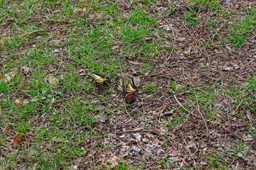 Yellow swallowtail butterflies in a group