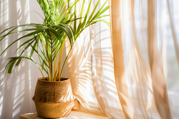 A peaceful interior setting with a green plant in a basket pot beside a window with sunlight filtering through sheer curtains.