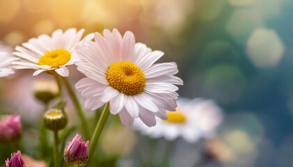 Close-up of daisy flowers. Spring season. Beautiful floral banner with green blurred background
