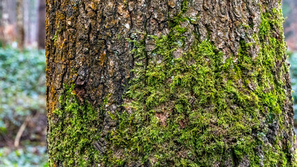 Texture of tree bark with moss