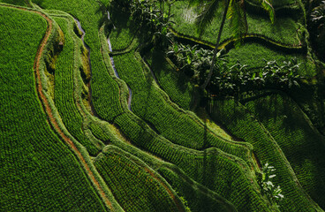 Aerial drone view of the rice terraces in Bali. Wanderlust travel concept