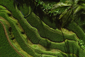 Poster Aerial drone view of the rice terraces in Bali. Wanderlust travel concept © oneinchpunch