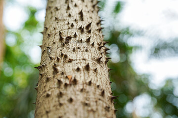 Bombax tree trunk with spike surface, close-up and selective focus.