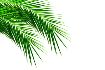 Palm frond, green leaf isolated on white background
