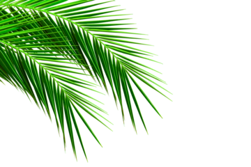 Natural palm frond on transparent background. Tropical green palm leaves. Tropics tree branch on white. Summer decoration design elements. Spring Summer clipart, Cut out, PNG