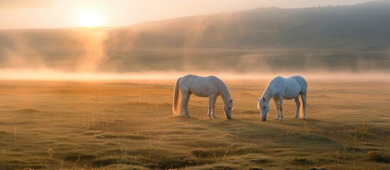 Fototapeta na wymiar The white horse on the grassland in the morning, with the light dust, the scenery is large