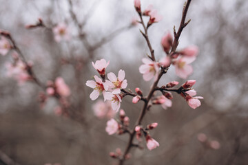 The flowering of a fruit fruit tree after rain