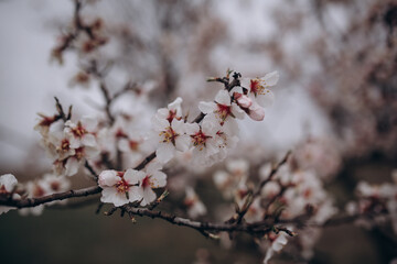 The flowering of a fruit fruit tree after rain