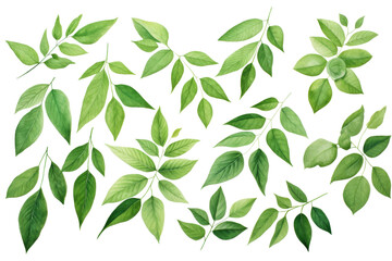 Mimimal watercolor illustration of green leaves clipart isolated on transparent background