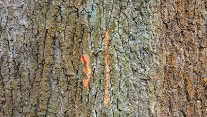 Texture of tree bark with orange paint