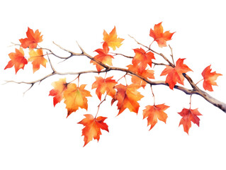 Watercolor  autumn maple branch clipart isolated on transparent background