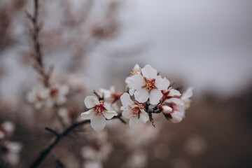 The flowering of a fruit fruit tree after rain