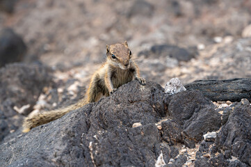 Barbary ground squirrel, atlantoxerus getulus, invasive species scavenging for food amongst rocks, Costa Calma, Fuerteventura