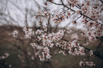 The flowering of a fruit fruit tree after rain