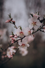 The flowering of a fruit fruit tree after rain