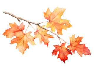 Naklejka na ściany i meble Watercolor autumn maple branch clipart isolated on transparent background
