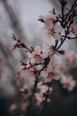 The flowering of a fruit fruit tree after rain