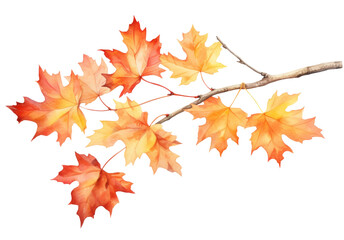 Watercolor  autumn maple branch clipart isolated on transparent background - obrazy, fototapety, plakaty
