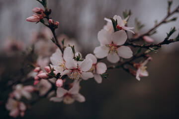 The flowering of a fruit fruit tree after rain