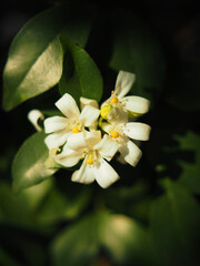 Obraz na płótnie Canvas white flower orange jasmine on green background nature 