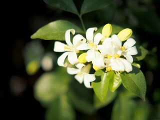 white flower orange jasmine on green background nature 
