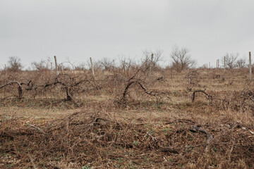 Abandoned inactive vineyards in early spring