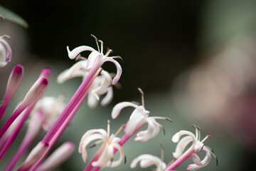 White starburst flowers with bright pink stems fill the bottom left corner on a dark background with copy space.