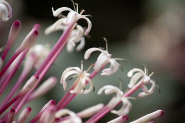 White starburst flowers with bright pink stems fill the bottom left corner on a dark background with copy space.