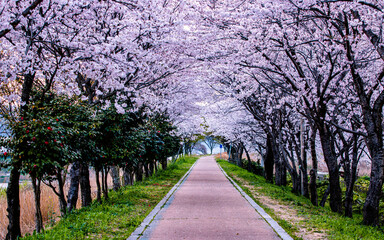 Landscape view of Blossom cherry path in Naju, South Korea.