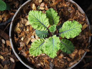 kale and vegetable in pot vegi food high vitamin
