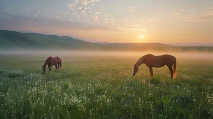 Foto op Canvas In the morning on the grassland grazing horses, with light dust, scenery © SHI